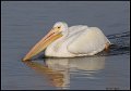 _7SB6169 american white pelican